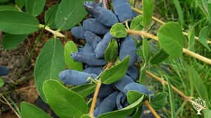 Large vegetable garden, Berry Orchard and layer hens as well as 3 horses and alpacas