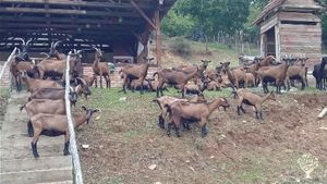 Our goat and sheep farm is located in the village of Kruševica, in southern Serbia.