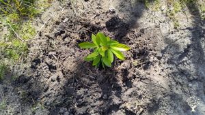 Agroforestry in existing miombo woodland
