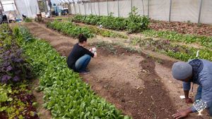 Magical self-sufficiency homestead