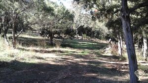  Aperçu du jardin : les oliviers