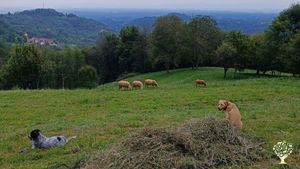 Azienda agricola con orto, frutteto e laboratorio di trasformazione