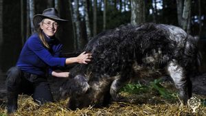 Selbstversorger- und Ferienhof