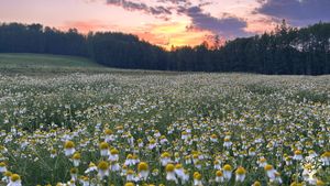 Chamomile field at sunset