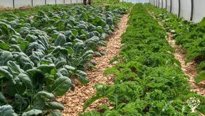 O Alcouve da Moura somos una cooperativa de trabajo asociado situada en el suroeste de Galicia.