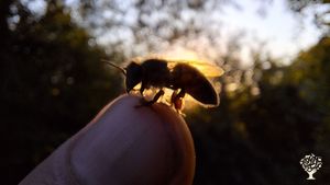 Apiculture bio Nature et Progrès