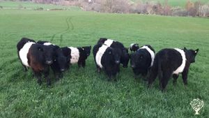 Mixed livestock (cattle, sheep, goats, pigs), food forest, small kitchen garden and polytunnel
