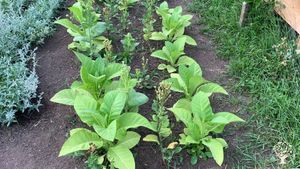 Traditional plant medicines on north-western shores of Lake Superior, on Anishinaabeg homelands.