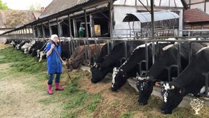 Une wwoofeuse en action