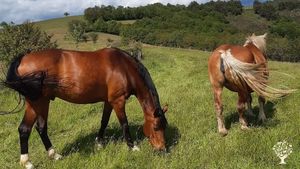 Deux de nos chevaux sur les prairies (pâturage tournant)