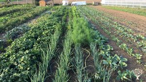 Market Garden, Orchard, Farm
