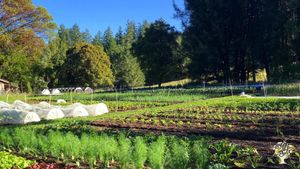 Off-grid market veggie and award winning legal regenerative cannabis farm in the redwood country