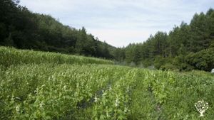 "Help Wanted" <GB109>한국의 시골문화를 느낄수 있습니다/You can experience the rural culture of Korea.