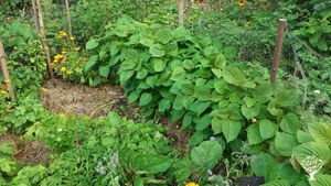 Perilla : sésame coréen