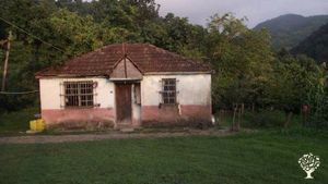 Organik fındık üretimi / Organic hazelnut orchard