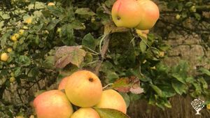 L'abondance fruitière