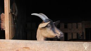 Piccola fattoria