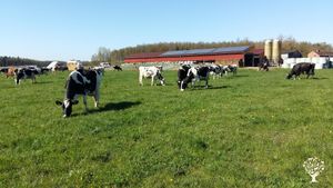 Homestead, Livestock Farm, Farm, Family farm