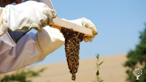 Smallholding, Hobby Farm, Mixed Farm