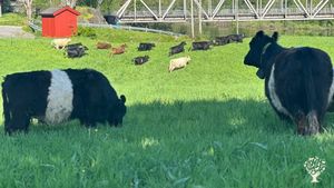 Market Garden, Mixed Farm, Family farm