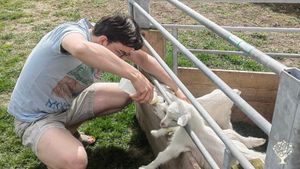 Bottle feeding the lambs