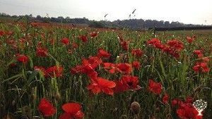 Communal living / cohousing