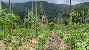 Azienda agricola "market garden" a gestione familiare. Agricoltura  rigenerativa