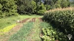 Market Garden, Ranch/ Livestock Farm, Mixed Farm, Family farm, CSA market garden