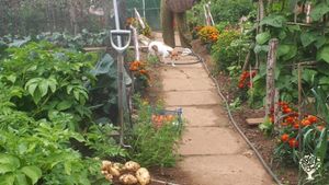 Family home with organic vegetable garden, polly tunnel and orchard. Chickens and 3  Jack Russelsss