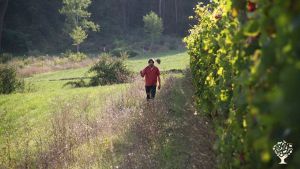 Piccola fattoria, Vigneto, Fattoria di famiglia