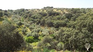 encinar en recuperación junto a cultivos de olivos