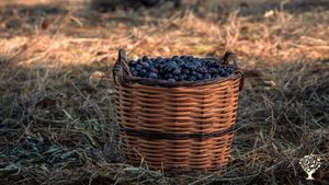 Ekolojik tarım ve hayvancılık yapan peynir üreticisi
