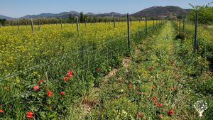Regenerative farm with olive trees, vineyard, almond trees and some livestock