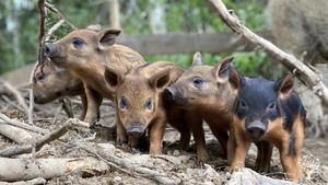 Family home and garden - Self sufficiency