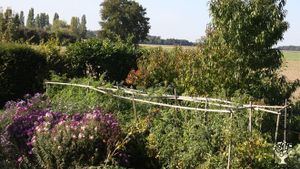 Tomates dans le potager en septembre