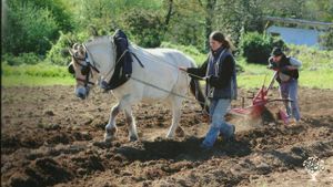 Microferme maraîchère en traction animale