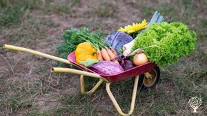 Groentegem, een CSA-boerderij gerund door een jong gezin. Groentegem, CSA-farm run by a young family