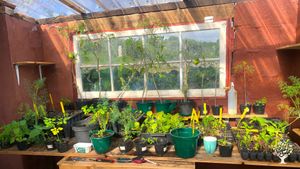 Estufa - green house (former pork stall)