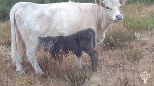 Ferme biologique certifier AB & Ecocert