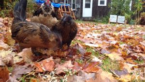 Small homestead with chickens, a large vegetable and herb garden, berries, flowers, fruit and more