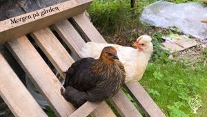 Familyfarm. We do regenerative agriculture and a lot of DIY-projects