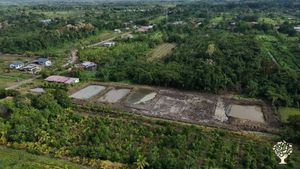 We set up a new Cacao garden, mix Foodforest in the empty space between de ponds.