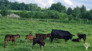 Ferme en polyculture-élevage et maraichère