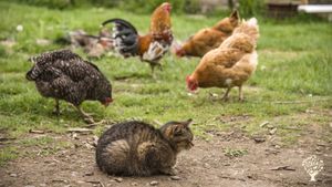 Permacultural farm in the countryside of central Slovakia