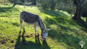 Piccolo podere (5 ettari) produzione di olio,  allevamento asini, coltivazione ortaggi, bosco