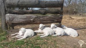 Gemeinschaftshof. WG-Hof mit Gemüsebau, Legehennenhaltung.