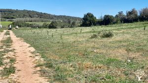 fruit tree plantations