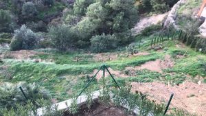Árboles frutales y pequeña huerta.
