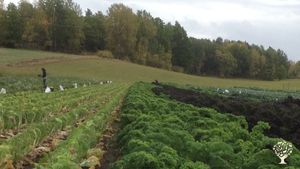 One of the vegetable fields.