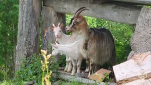 Family farm, Community farm, Dairy farm